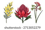 Australian native flowers with transparent background