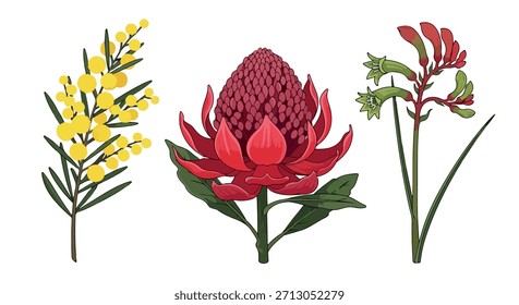 Flores nativas australianas con fondo transparente
