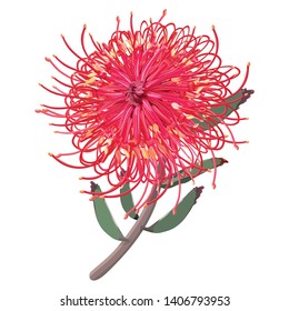 Australian Native Grevillea Plant Front View Isolated On A White Background