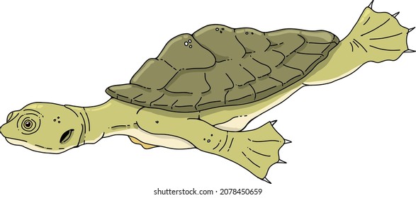 271 Freshwater turtle Stock Vectors, Images & Vector Art | Shutterstock