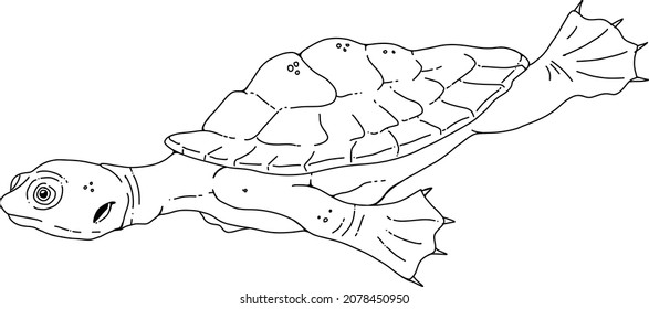 Australian Native Illustration series -  Freshwater Turtle - Great for colouring books, school activities, science diagrams and art. 