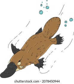 Australian Native Illustration series -  Platypus - Great for books, teaching, science diagrams and art. 