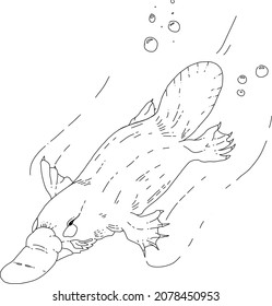 Australian Native Illustration Serie - Platypus - Ideal für Farbbücher, Schulaktivitäten, Wissenschaftsdiagramme und Kunst. 