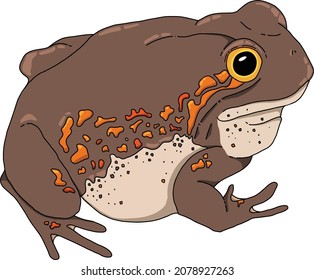 Australian Native Illustration series -  Pobblebonk Frog - Great for books, teaching, science diagrams and art.