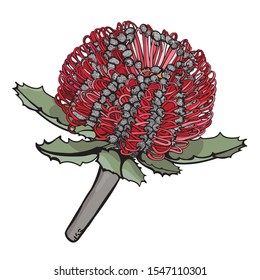 Australian Native Red Banskia hand drawn black and white illustration