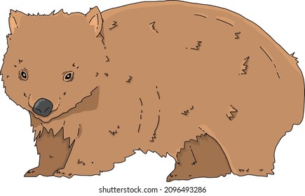 Colección de nativos australianos - Wombat - Pintura digital