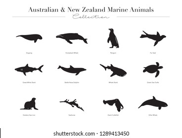 Australian & New Zealand Marine Collection