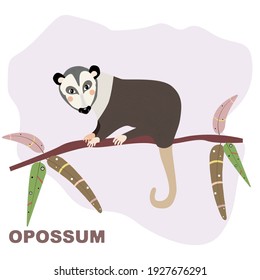 Australian opossum sittin on eucalyptus branch. Clipart in cartoon style. Vector image to be used as a poster or print for textile, education materials for school and kindergarten