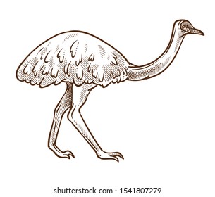 Australian ostrich isolated sketch, Emu breed, flightless bird drawing vector. Fauna, Australia desert animal with long legs and neck drawing. Wildlife or zoo, nature and zoology, exotic species