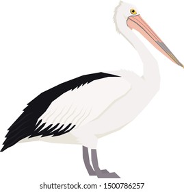 Australian pelican bird Vector illustration Isolated object set