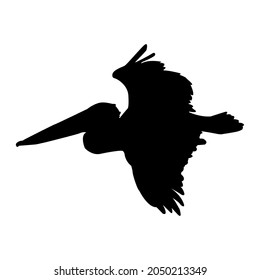 Australian Pelican Silhouette, Pelecanus Conspicillatus, Australia