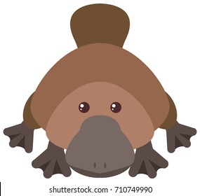 El platypus australiano simple en blanco