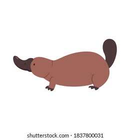 Australian platypus. Vector flat illustration animal isolated on white background