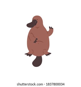 Platypus australiano. Animales de ilustración plana aislados en fondo blanco