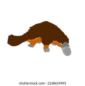 Australian platypus. Vector flat illustration animal isolated on white background