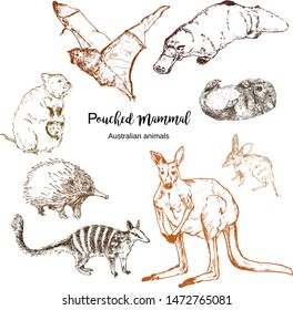 Australian pouched animals vector illustration. Echidna, bandicoot, duckbill and kangaroo with numbat, quokka and flying fox. Exotic forests and zoo australian pouched animals, sketch.