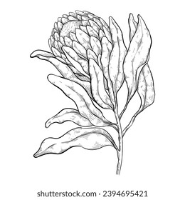 Australian protea plants. Local native grasses and proteaceae flowers. For invitations and weddings