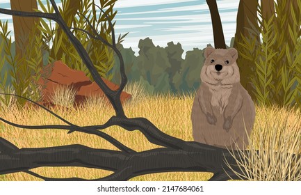 Australian Quokka In Tall Dry Grass. Short-tailed Scrub Wallaby Setonix Brachyurus In Australia. Realistic Vector Landscape