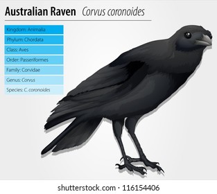 Australian Raven - Corvus coronoides