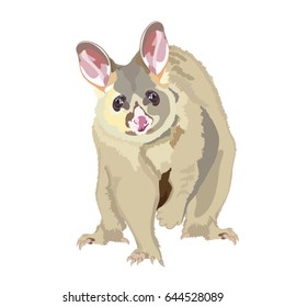 Australian Realistic Possum Vector Illustration