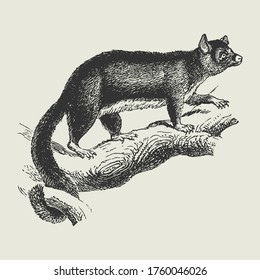 Australian Ring Tailed Possum Vintage Vector Drawing