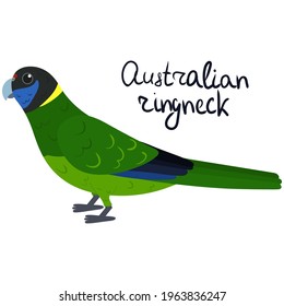 Australian ringneck parakeet in cartoon style on white background. Vector hand drawn illustration. Barnardius zonarius