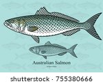 Australian Salmon, Kahawai. Vector illustration with refined details and optimized stroke that allows the image to be used in small sizes (in packaging design, decoration, educational graphics, etc.)