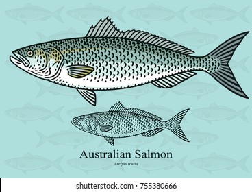 Australian Salmon, Kahawai. Vector illustration with refined details and optimized stroke that allows the image to be used in small sizes (in packaging design, decoration, educational graphics, etc.)