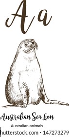 Australian sea lion, A to z, alphabet sketch australian animals drawing vector illustration. Vintage hand drawn with lettering. Ready for print. Letter A for australian sea lion. ABC.