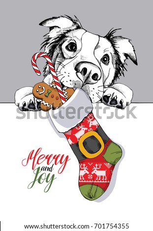 Australian shepherd in a big Santa's cap with a Christmas sock and a sweet Gingerbread man and lollipop. Vector illustration.