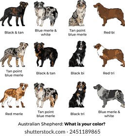 Australian Shepherd breed, Aussie Colors and Coat Patterns, in various poses, designs for prints. Cartoon vector set. Black and tan, Tan point blue merle, Red merle, tri, bi, black, Blue merle.Popular