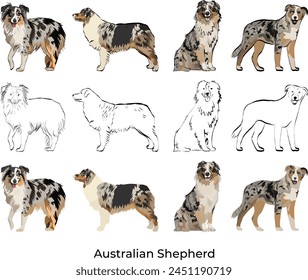 Australian Shepherd breed, Aussie Colors and Coat Patterns. Black stroke, drawing style, illustration with stroke. Black and tan, Tan point blue merle, Red merle, tri, bi, black, Blue merle. Contours. svg