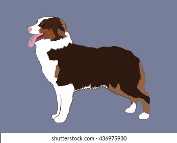 Australian Shepherd Cartoon: เวกเตอร์สต็อก (ปลอดค่าลิขสิทธิ์) 436975930