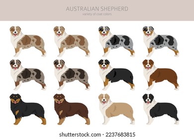 Australian shepherd clipart. Coat colors Aussie set.  All dog breeds characteristics infographic. Vector illustration svg
