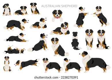 Australian shepherd clipart. Coat colors Aussie set.  All dog breeds characteristics infographic. Vector illustration