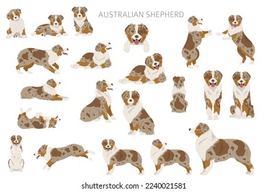 Australian shepherd clipart. Coat colors Aussie set.  All dog breeds characteristics infographic. Vector illustration