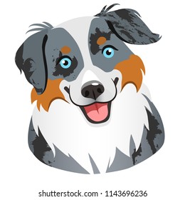 Australian shepherd dog face portrait cartoon illustration.  Cute friendly blue merle tricolor herding dog smiling with tongue out. Pets, dog lovers, animal themed design element isolated on white, 