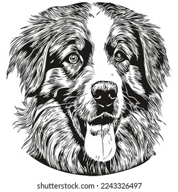 Australian Shepherd dog hand drawn line art vector drawing black and white logo pets illustration
