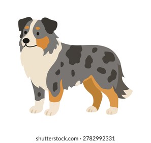 Australian shepherd dog isolated on white background. Puppy pet canine animal bred. Vector flat illustration