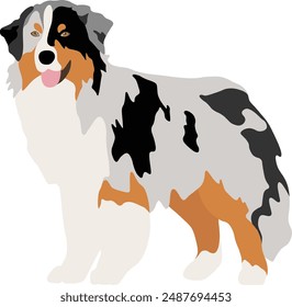 Australian Shepherd Dog Minimal Flat Vektorillustration