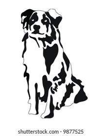 Australian Shepherd Dog, Vector, Illustration