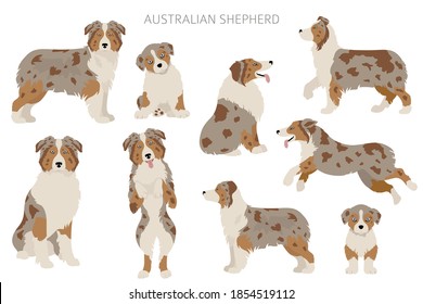 Australian shepherd dogs set. Color varieties, different poses. Dogs infographic collection. Vector illustration