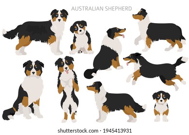 Perros pastores australianos. Variedades de color, poses diferentes. Colección de infografía de perros. Ilustración del vector