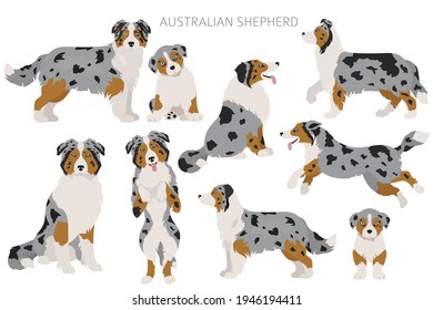 Perros pastores australianos. Variedades de color, poses diferentes. Colección de infografía de perros. Ilustración del vector