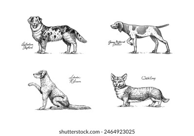 Australian shepherd, German Shorthaired Pointer, labrador retriever, welsh corgi. Dogs In This Drawing. Different breeds of domestic animals. Engraved hand drawn monochrome sketch. Vintage line art.