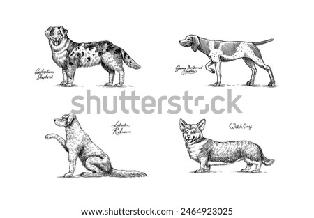 Australian shepherd, German Shorthaired Pointer, labrador retriever, welsh corgi. Dogs In This Drawing. Different breeds of domestic animals. Engraved hand drawn monochrome sketch. Vintage line art.