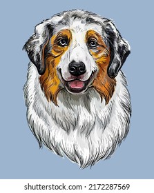 Australian Shepherd hand drawing dog vector isolated illustration on blue background. Cute realistic funny dog looking into the camera. For print, design, T-shirt, sublimation, decor, coloring, card