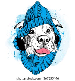 Australian shepherd portrait in a blue hood. Vector illustration.