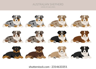 Australian shepherd puppies clipart. Coat colors Aussie set.  All dog breeds characteristics infographic. Vector illustration svg