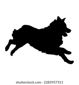 Australian shepherd runs. Dog silhouette. Dog breeds